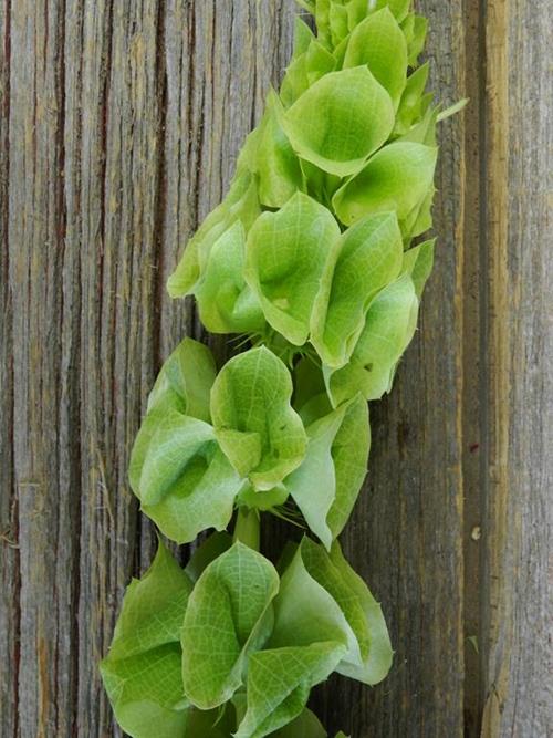 GREEN BELLS OF IRELAND